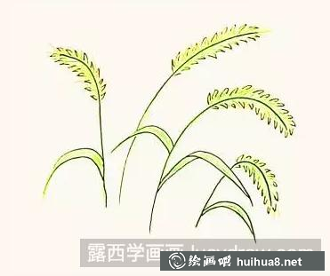 狗尾巴草的畫法