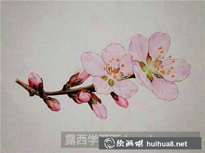 桃花彩鉛