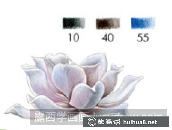 多肉姬玉露彩鉛畫教程