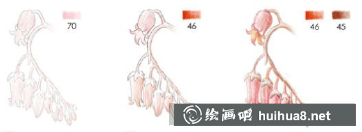 多肉姬玉露彩鉛畫教程