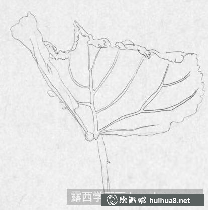 鋼筆畫一片楓葉