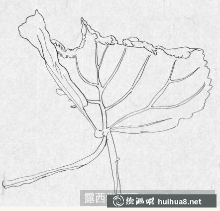鋼筆畫一片楓葉