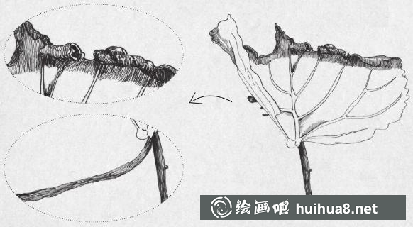 鋼筆畫一片楓葉