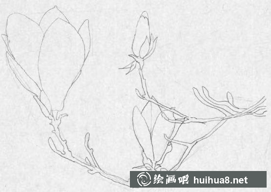 鋼筆畫梅花