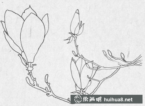 鋼筆畫梅花