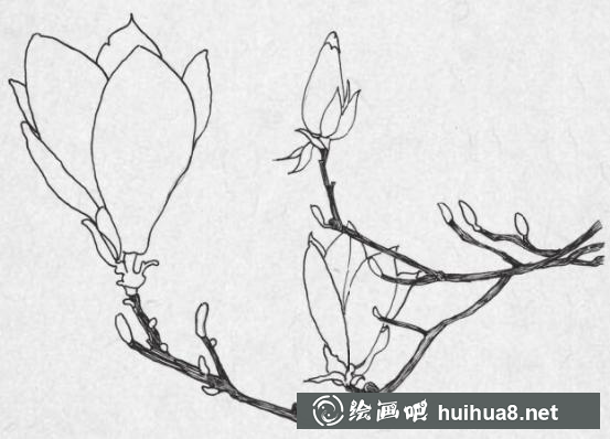 鋼筆畫梅花