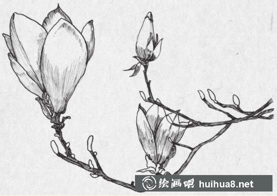 鋼筆畫梅花