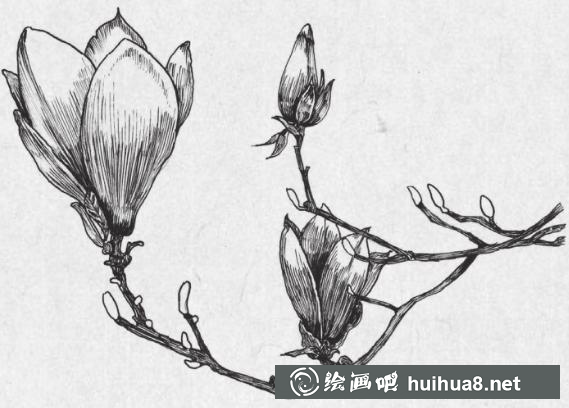 鋼筆畫梅花