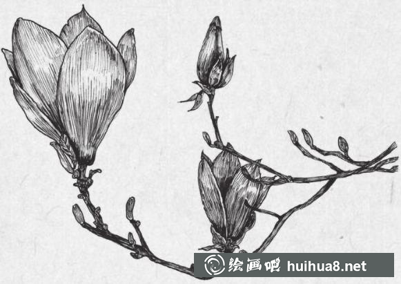 鋼筆畫梅花