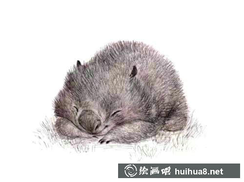 小動(dòng)物彩鉛畫4