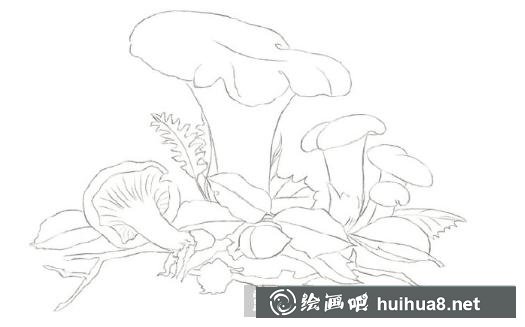 如何繪制雞油菌