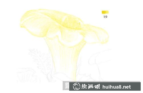 如何繪制雞油菌