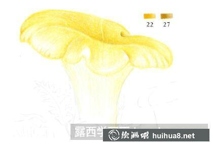 如何繪制雞油菌