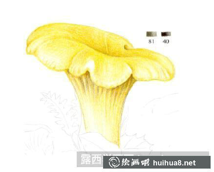 如何繪制雞油菌