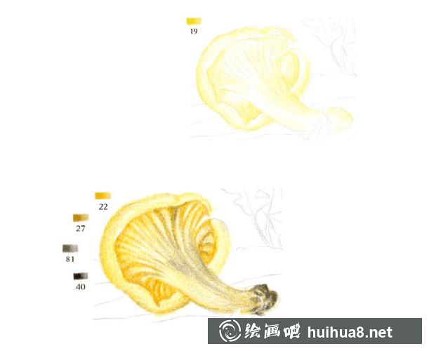 如何繪制雞油菌