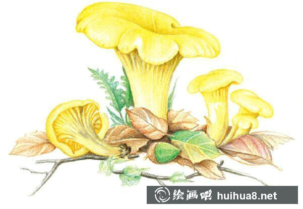 如何繪制雞油菌
