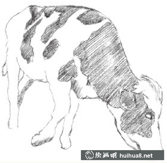 素描畫奶牛