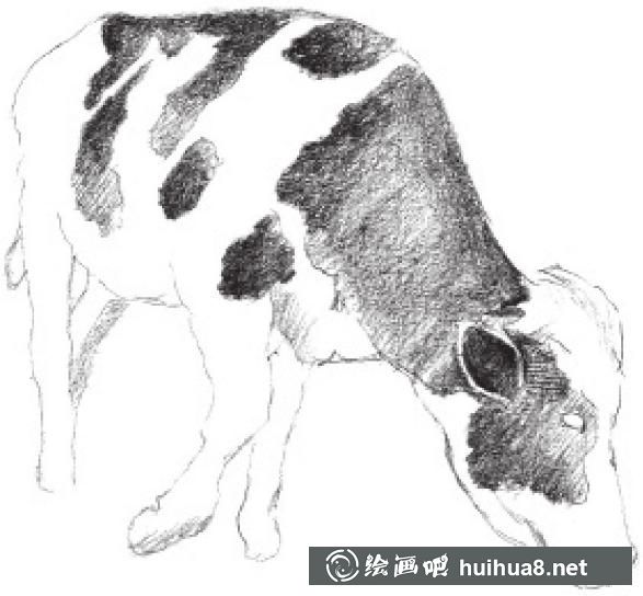 素描畫奶牛