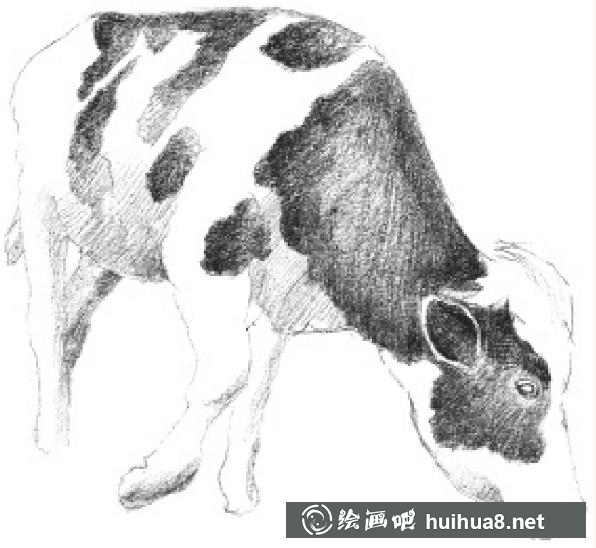 素描畫奶牛