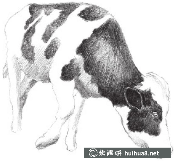 素描畫奶牛