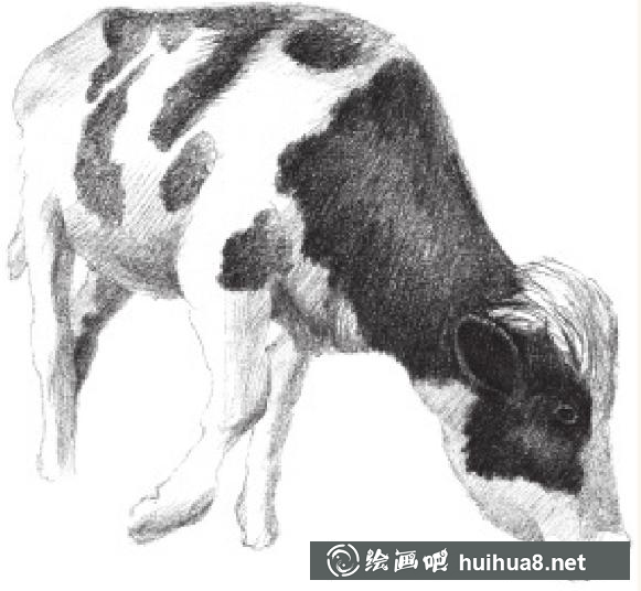 素描畫奶牛