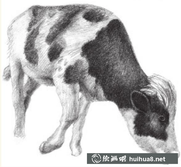 素描畫奶牛