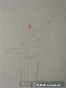 彩鉛畫教程 butterfly orchid step by step