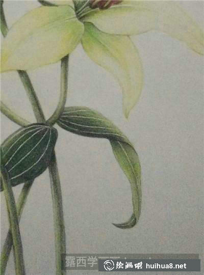 植物彩鉛