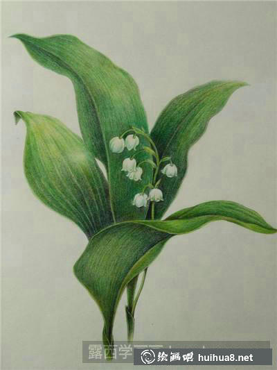 植物彩鉛