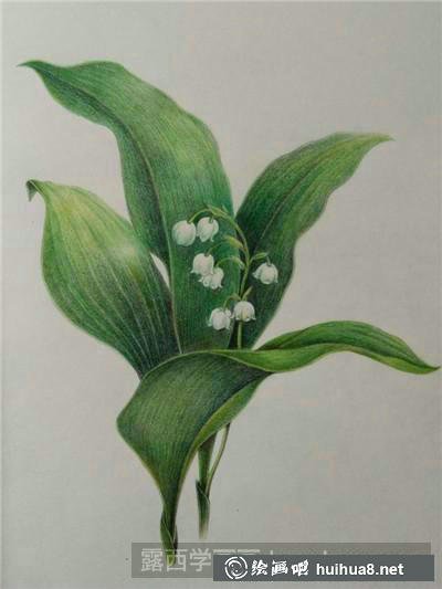 植物彩鉛