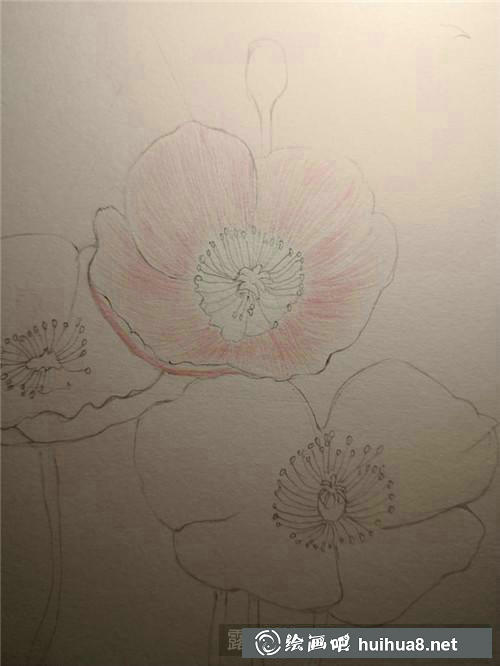 罌粟花彩鉛畫