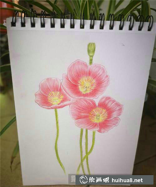 罌粟花彩鉛畫