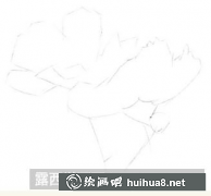 花卉速寫教畫格桑花