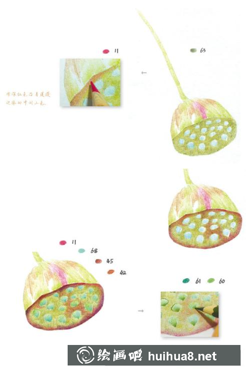 怎么畫蓮蓬
