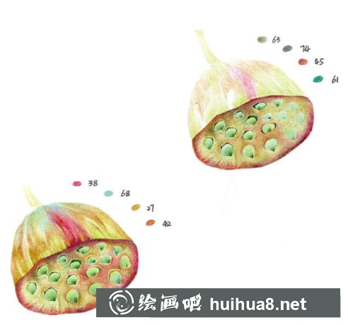 怎么畫蓮蓬