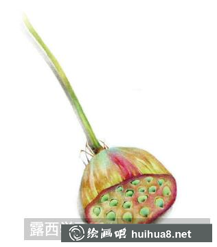 怎么畫蓮蓬
