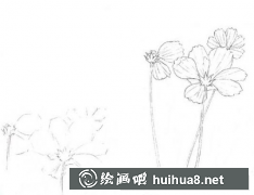 彩鉛教程波斯菊繪制方法