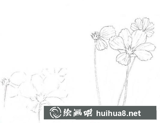 怎么畫波斯菊