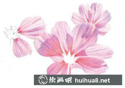 怎么畫波斯菊