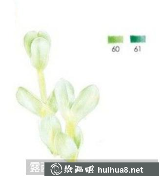 怎么畫鹿角海棠