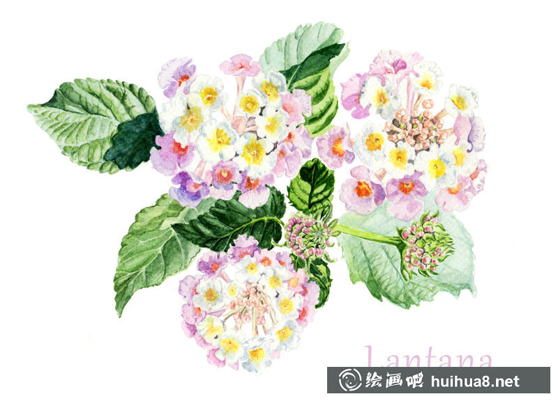 水彩畫花卉的簡單繪畫步驟教程圖示