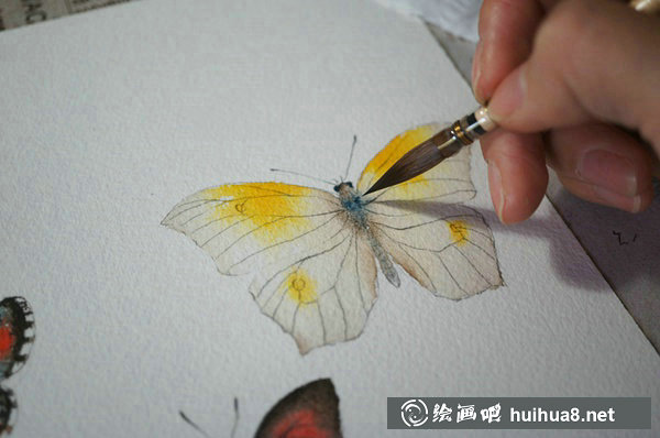 周小兜小清新水彩插畫蝴蝶繪畫教程