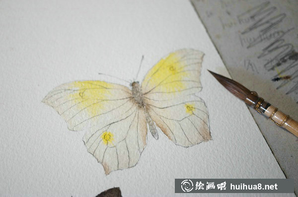 周小兜小清新水彩插畫蝴蝶繪畫教程
