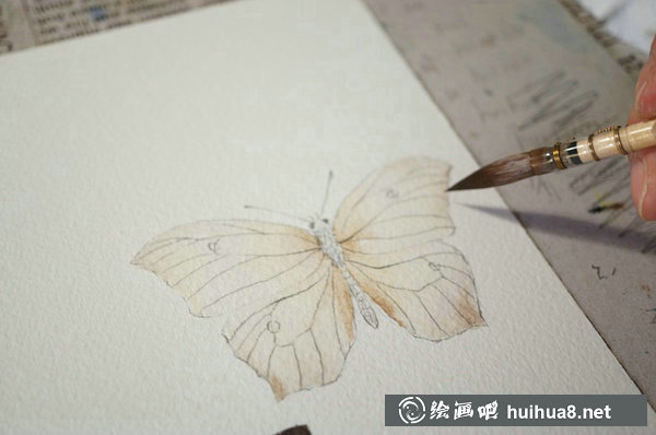 周小兜小清新水彩插畫蝴蝶繪畫教程