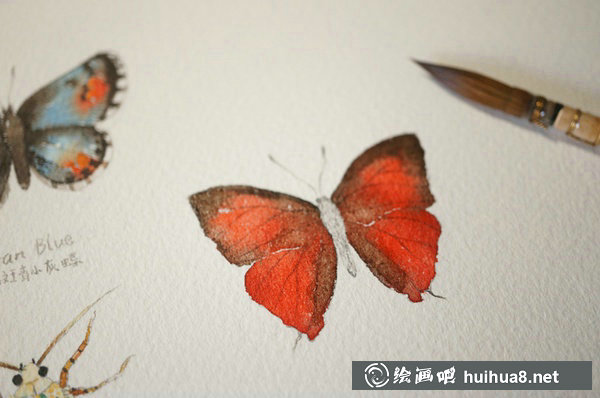 周小兜小清新水彩插畫蝴蝶繪畫教程