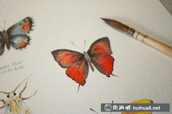 周小兜小清新水彩插畫蝴蝶繪畫教程