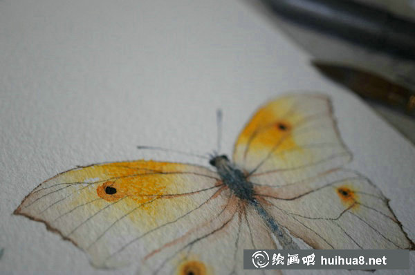 周小兜小清新水彩插畫蝴蝶繪畫教程