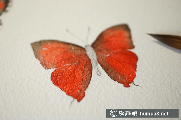 周小兜小清新水彩插畫蝴蝶繪畫教程