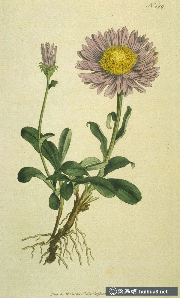 英國(guó)皇家植物園雜志圖欣賞