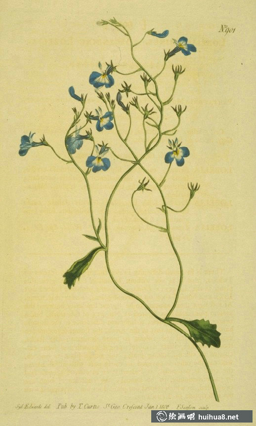 英國(guó)皇家植物園雜志圖欣賞